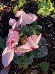 Cyclamen