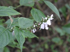 Salvia connivens