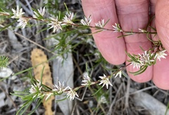 Laxmannia sessiliflora australis