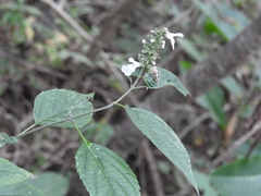 Salvia connivens