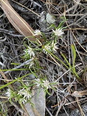 Laxmannia sessiliflora australis