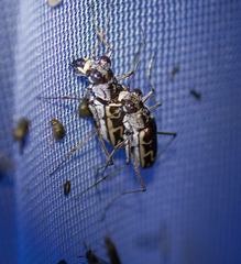 Ellipsoptera sperata