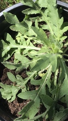 Engelmannia peristenia