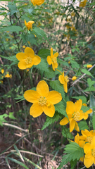 Kerria japonica