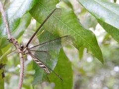 Haploglenius flavicornis