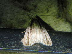 Sympistis badistriga