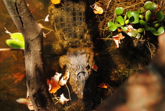 Caiman