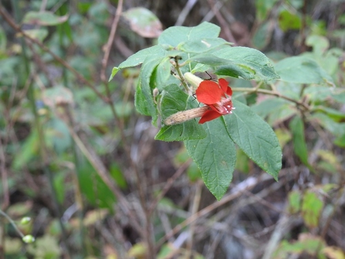 Cuphea intermedia (Cuphea intermedia)