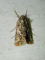 Syngrapha alias