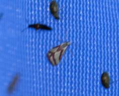 Microtheoris vibicalis