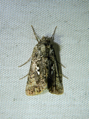 Syngrapha alias