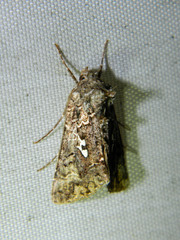 Syngrapha alias