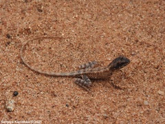 Sitana ponticeriana