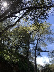 Populus fremontii fremontii