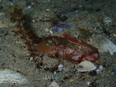 Alpheus novaezealandiae
