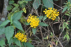 Gaudichaudia hexandra