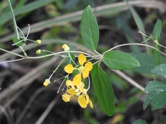 Gaudichaudia hexandra