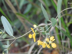 Gaudichaudia hexandra