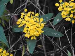 Gaudichaudia hexandra