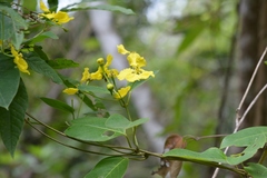 Stigmaphyllon ellipticum