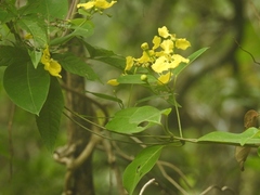 Stigmaphyllon ellipticum