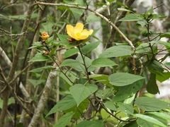 Dendrosida sharpiana
