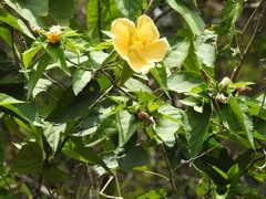 Dendrosida sharpiana