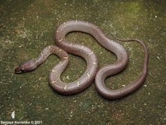 Lycodon anamallensis