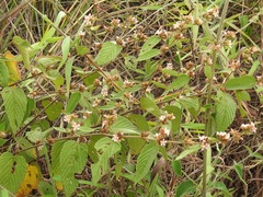 Melochia nodiflora