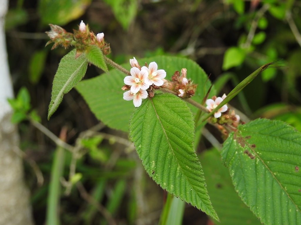 Melochia nodiflora