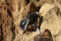 Anthophora pacifica