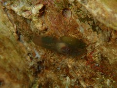 Synalpheus tumidomanus