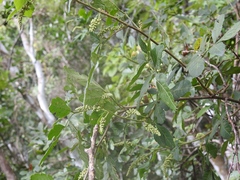 Paullinia