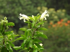 Eremogeton grandiflorus