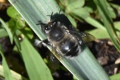 Anthophora pacifica