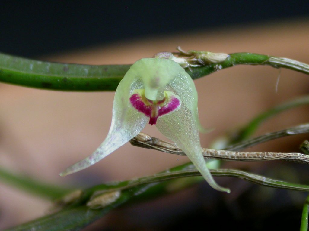Octomeria octomeriantha