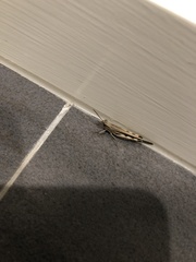 Acrididae