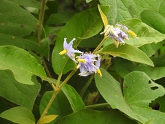Solanum hispidum