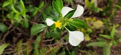 Mussaenda pubescens