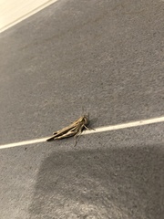 Acrididae