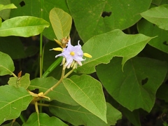 Solanum hispidum
