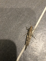 Acrididae