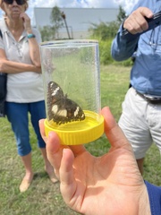 Hypolimnas bolina nerina