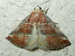 Eublemma baccatrix