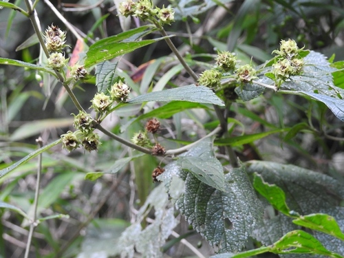 Lippia cardiostegia (Lippia cardiostegia)