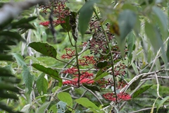 Cissus biformifolia