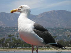 Larus occidentalis