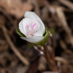 Claytonia virginica