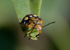 Chinavia marginata