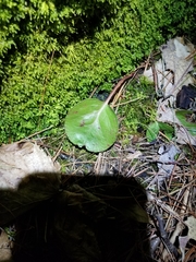 Pyrola americana